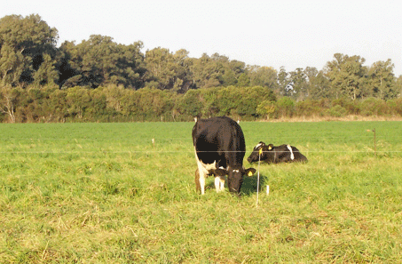 Inversión de sólidos en leche - Image 21
