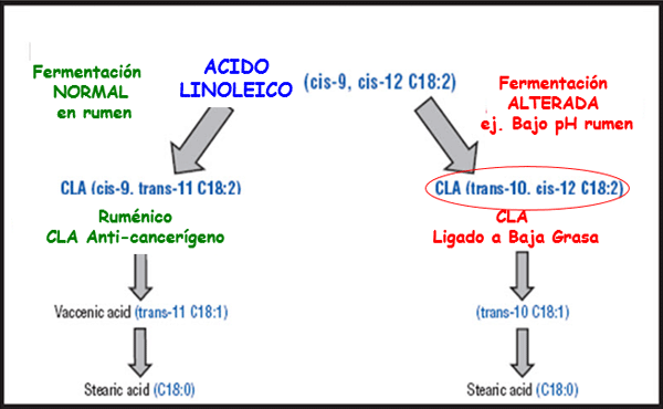 Inversión de sólidos en leche - Image 5