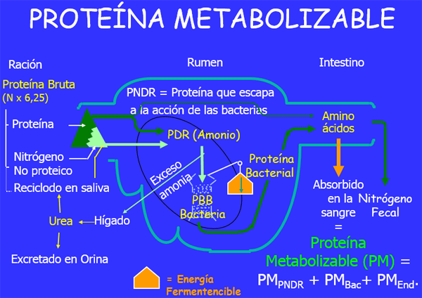 Inversión de sólidos en leche - Image 17
