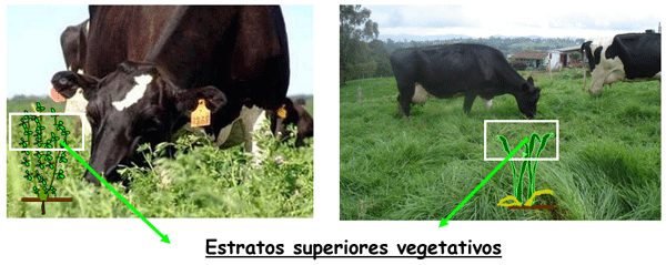 Inversión de sólidos en leche - Image 10
