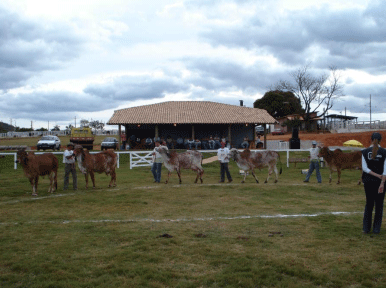Elección, preparación y presentación de animales para juzgamiento - Image 8