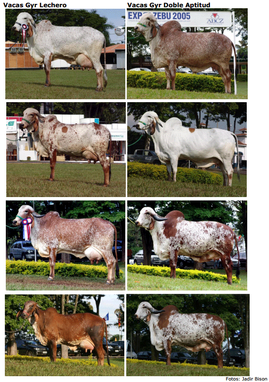 Elección, preparación y presentación de animales para juzgamiento - Image 3