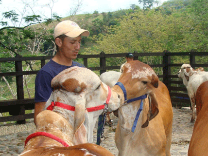 Elección, preparación y presentación de animales para juzgamiento - Image 7