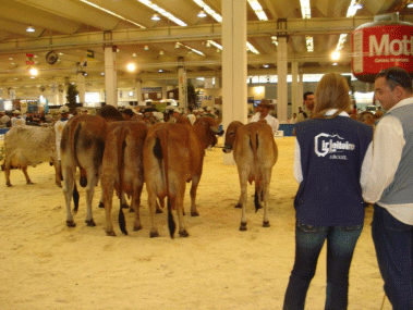 Elección, preparación y presentación de animales para juzgamiento - Image 9