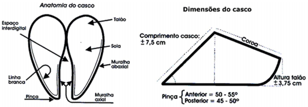Nomeclatura, conformación y Exterior del GYR Lechero - Image 19