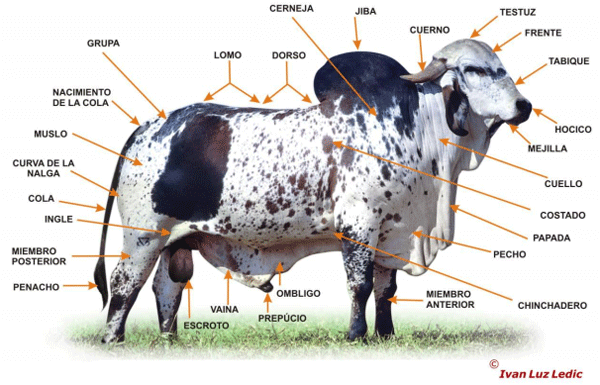 Nomeclatura, conformación y Exterior del GYR Lechero - Image 1