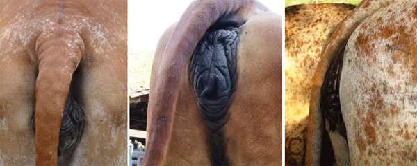 Nomeclatura, conformación y Exterior del GYR Lechero - Image 15