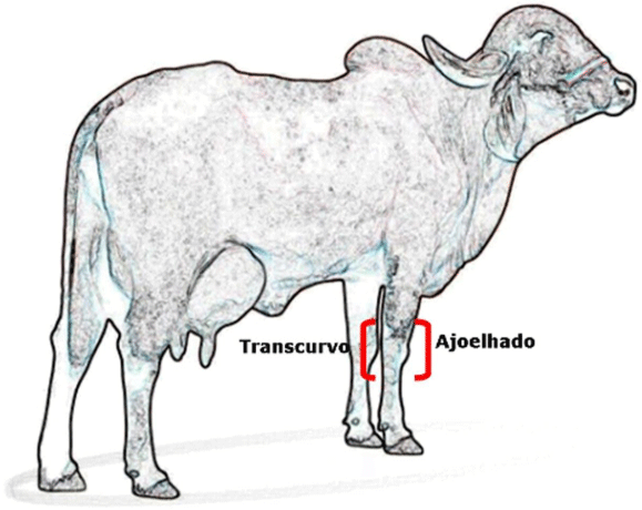 Nomeclatura, conformación y Exterior del GYR Lechero - Image 21
