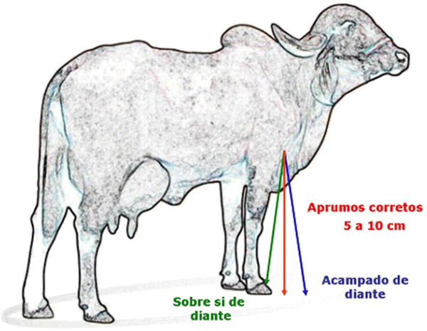 Nomeclatura, conformación y Exterior del GYR Lechero - Image 20