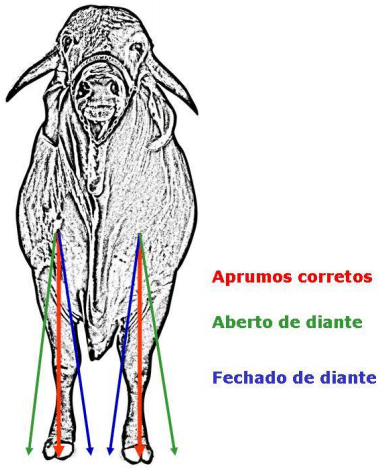 Nomeclatura, conformación y Exterior del GYR Lechero - Image 22