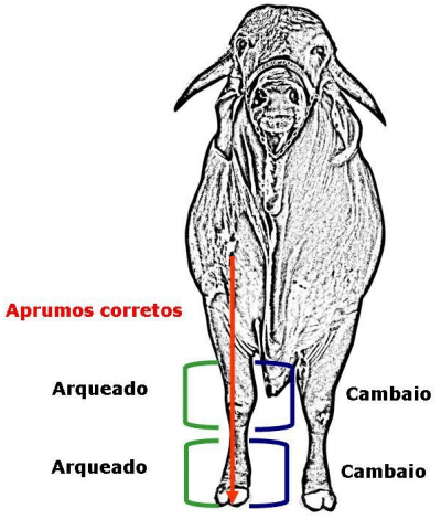 Nomeclatura, conformación y Exterior del GYR Lechero - Image 23