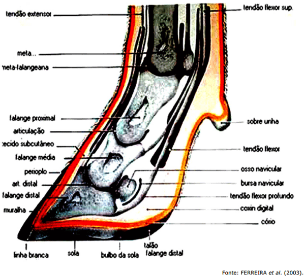 Nomeclatura, conformación y Exterior del GYR Lechero - Image 17