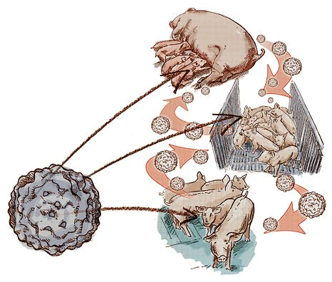 Cadena de Infección, ¿Qué importancia sanitaria le damos a nuestro plantel reproductor?, ¿Dejamos un eslabón abierto en nuestra cadena productiva? - Image 3