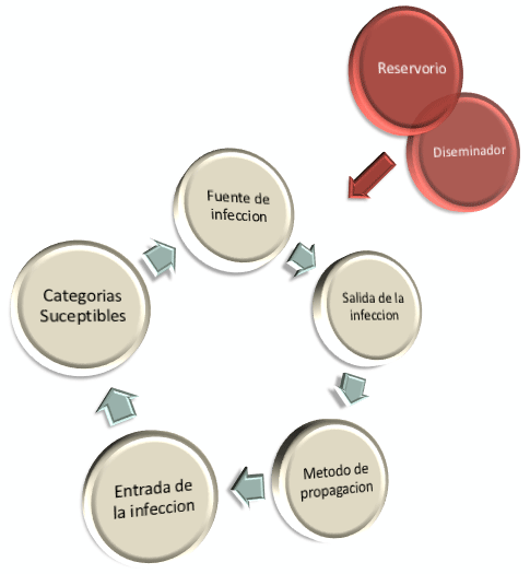 Cadena de Infección, ¿Qué importancia sanitaria le damos a nuestro plantel reproductor?, ¿Dejamos un eslabón abierto en nuestra cadena productiva? - Image 2