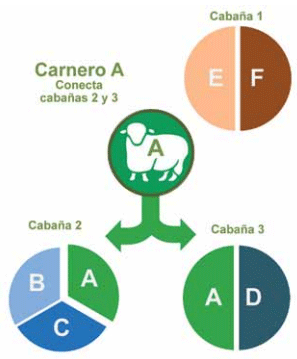 ¿Cómo elegir un carnero? Entendiendo la información genética disponible - Image 2