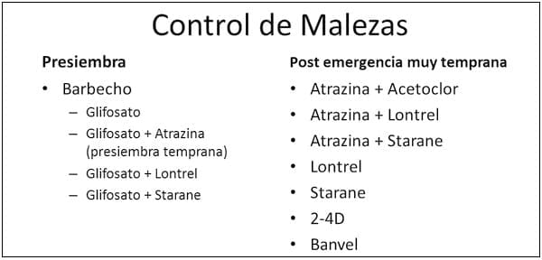 Puesta al día en sorgos que se renuevan y compiten - Image 7