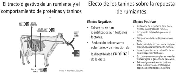 Puesta al día en sorgos que se renuevan y compiten - Image 21