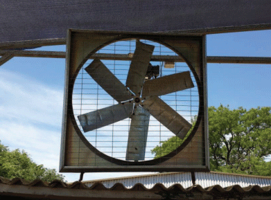 Estrés calórico. Enfriamiento de vacas mediante la combinación de mojado y ventilación forzada. - Image 7