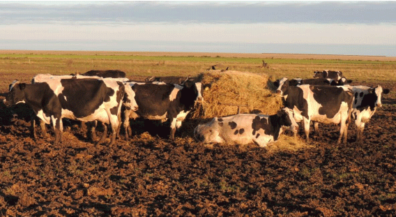 Incorporación de urea protegida (Nitrum 24®) en tambos comerciales, respuesta en producción de leche a pasto. - Image 7