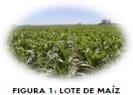 Ensayos de experimentación adaptativa en el cultivo de maíz. INTA Tandil 2013-2014 - Image 1