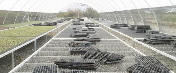 Establecimiento de un semillero invernadero tipo tunel bajo ambiente controlado - Image 10