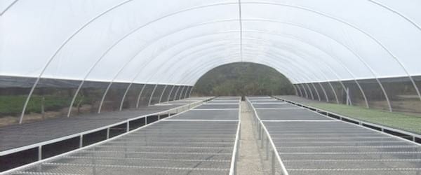 Establecimiento de un semillero invernadero tipo tunel bajo ambiente controlado - Image 9