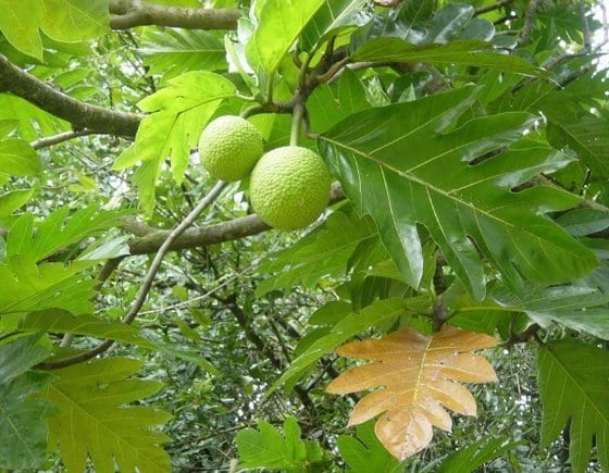 Empleo de la harina de frutos del árbol del pan (Artocarpus altilis) fermentada en estado sólido en dietas para cerdos en preceba - Image 1