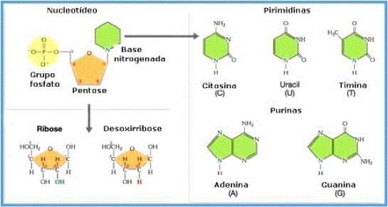 Los Nucleótidos - Image 1
