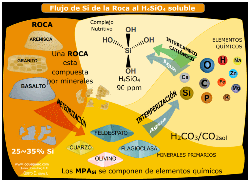 Nutrición con silicio y sus aplicaciones a cultivos a cielo abierto y en agricultura protegida: Un pequeño recorrido por la naturaleza - Image 15