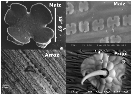 Nutrición con silicio y sus aplicaciones a cultivos a cielo abierto y en agricultura protegida: Un pequeño recorrido por la naturaleza - Image 1