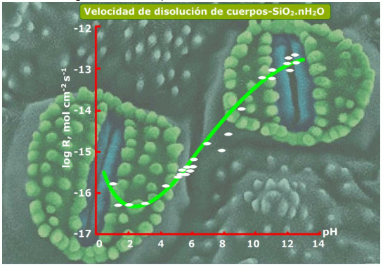 Nutrición con silicio y sus aplicaciones a cultivos a cielo abierto y en agricultura protegida: Un pequeño recorrido por la naturaleza - Image 12