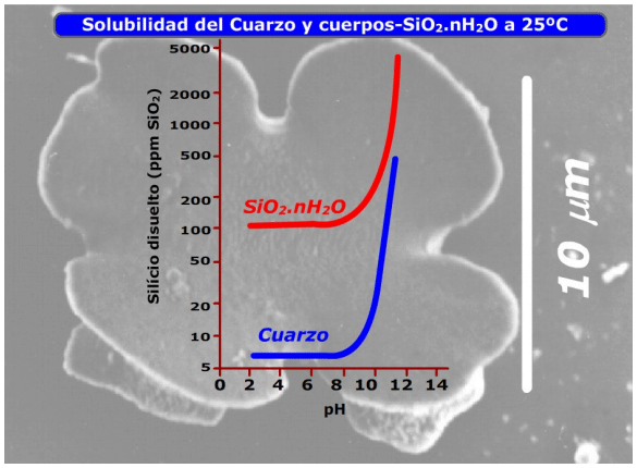Nutrición con silicio y sus aplicaciones a cultivos a cielo abierto y en agricultura protegida: Un pequeño recorrido por la naturaleza - Image 4