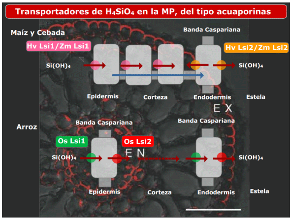 Nutrición con silicio y sus aplicaciones a cultivos a cielo abierto y en agricultura protegida: Un pequeño recorrido por la naturaleza - Image 13