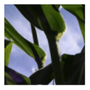 El flujo de silicio en los cultivos agrícolas (Maíz) - Image 1