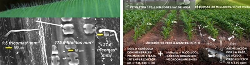 La Biosilicificación: Proceso Biológico fundamental en la Productividad Vegetal - Image 5