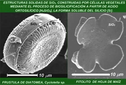 La Biosilicificación: Proceso Biológico fundamental en la Productividad Vegetal - Image 1