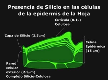 La Biosilicificación: Proceso Biológico fundamental en la Productividad Vegetal - Image 4