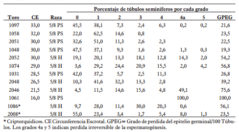 Interpretación de la circunferencia escrotal en la evaluación de la fertilidad de toros doble propósito en monta natural - Image 2