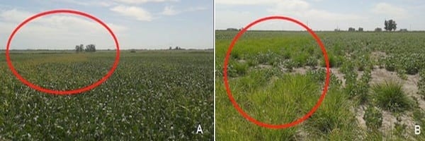 Alerta, “capín” Echinocloa crus-galli con posible resistencia a inhibidores de la acetolactato sintetasa en Entre Ríos y Corrientes - Image 2