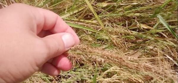 Alerta, “capín” Echinocloa crus-galli con posible resistencia a inhibidores de la acetolactato sintetasa en Entre Ríos y Corrientes - Image 3