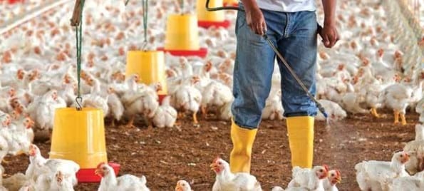 Un adecuado programa de bioseguridad resguarda su producción - Image 1