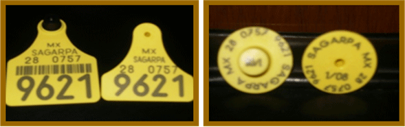 Opciones actuales para la identificación de animales domésticos y silvestres - Image 2