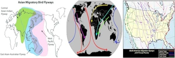Gripe Aviar: Del Asia, África, Europa a América - Image 2