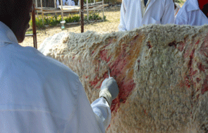 Epidemiología de la Dermatofilosis en la Republica de Eritrea - Image 7