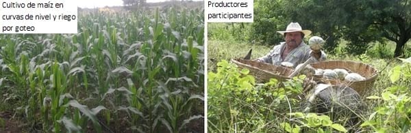 Captación del agua de escorrentía en pequeñas represas para uso intensivo agropecuario y acuícola en zonas de temporal - Image 4