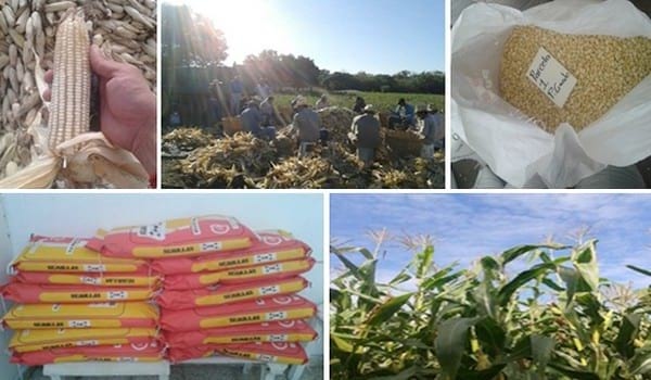 Producción de semilla de maíz variedad mejorada CP-659 en la Microrregión de Atención Prioritaria (MAP) Angostillo - Image 1