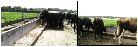 Playón de Usos Múltiples (PUM) Ingreso, salida y alimentación en un mismo playón - Image 10