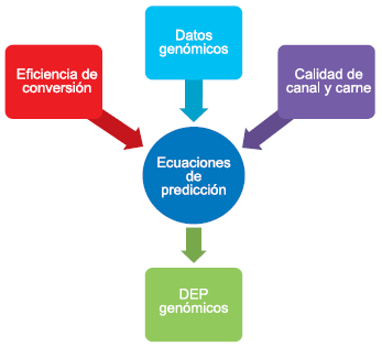 Construyendo las bases para la selección genómica en la raza hereford eficiencia de conversión y calidad de canal y carne - Image 5