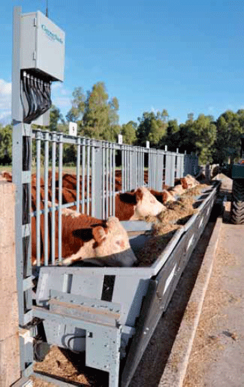 Construyendo las bases para la selección genómica en la raza hereford eficiencia de conversión y calidad de canal y carne - Image 1