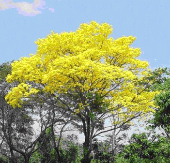 Especies de árboles a sembrar en los potreros en el trópico. - Image 1